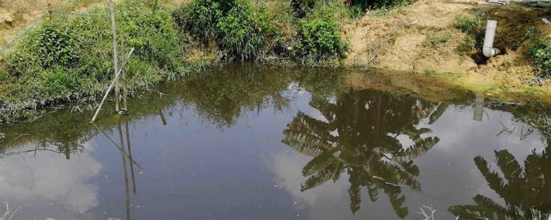 鱼塘消毒多久鱼会开口,鱼塘消毒用什么药