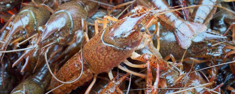 虾踢掉的卵还能活吗，虾卵孵化需要多长时间