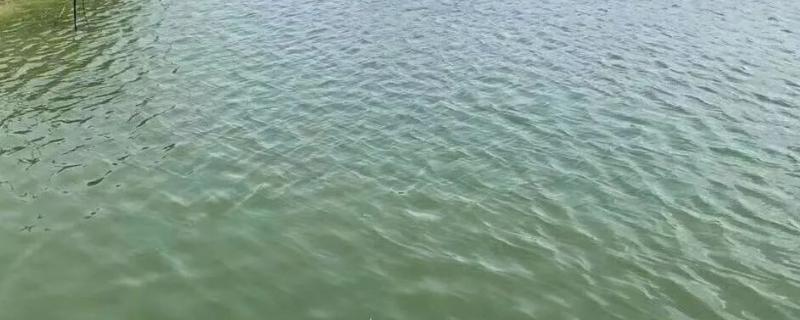 鱼塘捕鱼最快工具,鱼塘的鱼身体腐烂怎么办