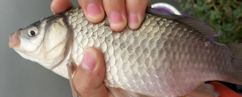 湘云鲫鱼一年能长多重,附简介