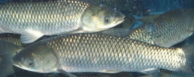 广东四大家鱼是哪四种,四大家鱼适合单独养殖还是混合养殖