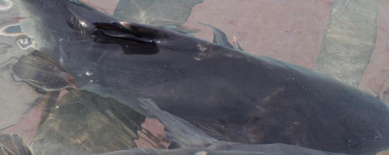 鮰鱼是淡水鱼还是海水鱼,鮰鱼和清江鱼是一样的吗