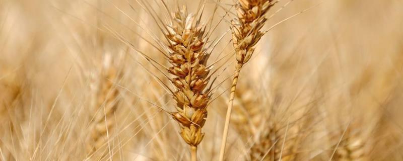 麦穗是水稻吗,麦穗是什么颜色的