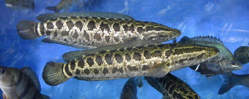 黑鱼是什么样子,是淡水鱼还是海水鱼