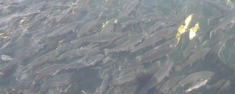 井水可以养鱼吗,具体怎么调水