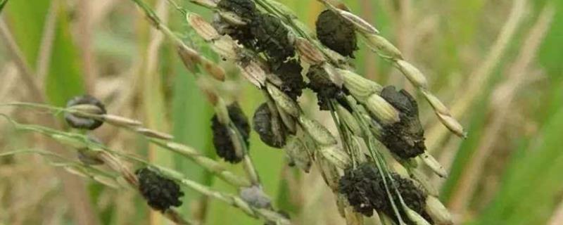 水稻穗子发黑是什么原因,穗子发白是什么原因