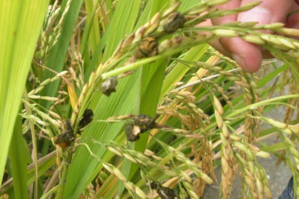 水稻有哪些病虫害,分别如何防治