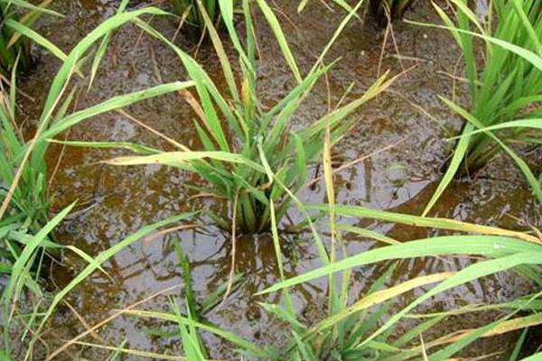 水稻有哪些病虫害,分别如何防治