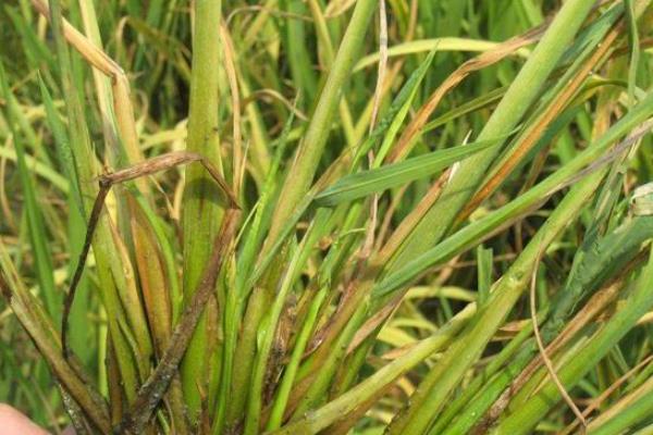 水稻有哪些病虫害,分别如何防治