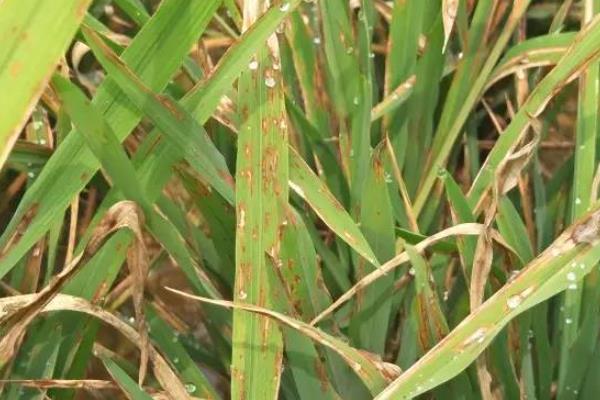 水稻有哪些病虫害,分别如何防治