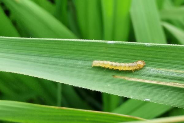 水稻有哪些病虫害,分别如何防治