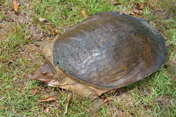 甲鱼怎么分公母,附养殖方法