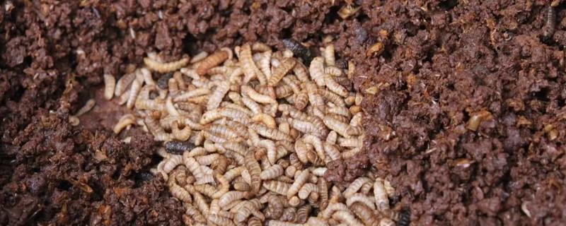 黑水虻大棚的建造,黑水虻卵怎么孵化