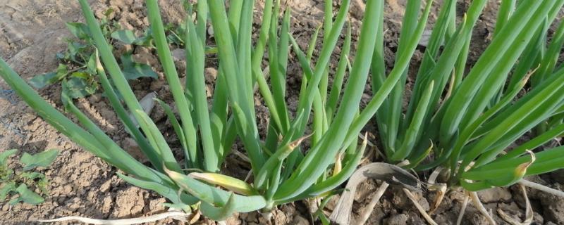 葱生了锈病该怎么处理，是什么原因导致的