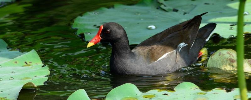 黑水鸡幼崽怎么养,黑水鸡是鸡还是鸟
