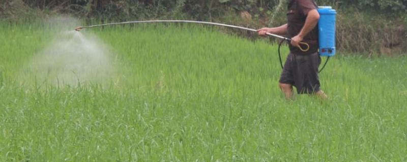 打过草甘膦几天可以栽苗，草甘膦有毒吗