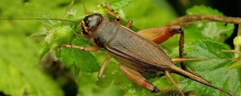 蟋蟀产卵的数量是多少,产卵后会不会死