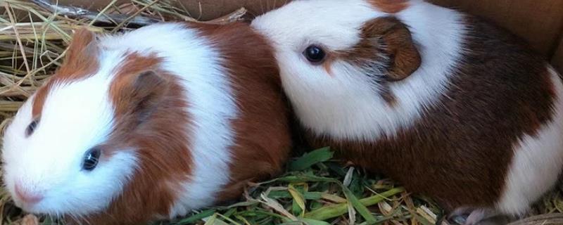 荷兰猪食物表,荷兰猪能活多久