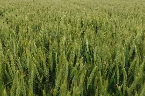 中育1211小麦品种