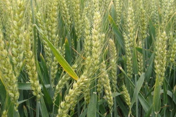 中育1211小麦品种