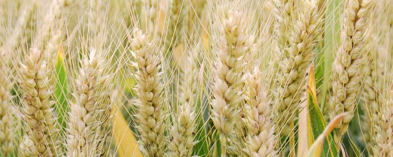 山农40小麦品种特征与产量