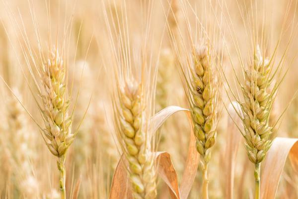 优质强筋小麦品种有哪些品种