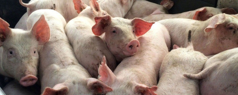 非洲猪瘟属于几类疫病,附传播途径和防范