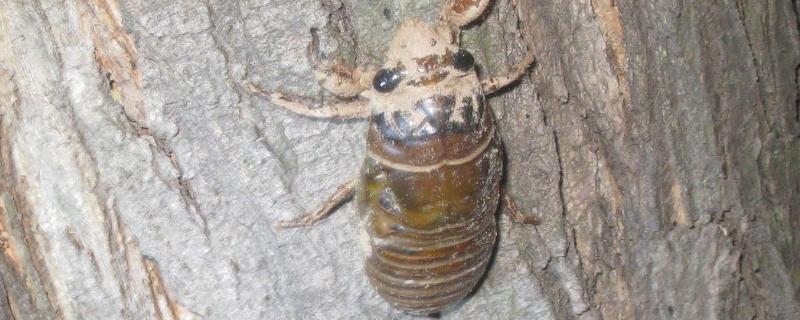 人工孵化金蝉全过程,孵化金蝉需要多少天