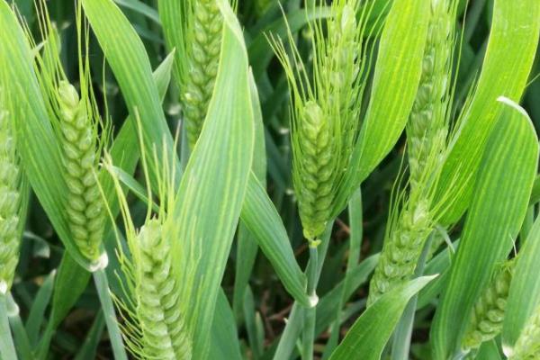 国审抗盐碱小麦品种