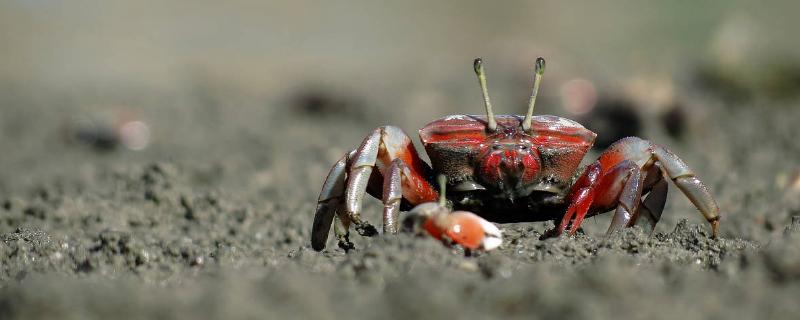 螃蟹脱壳时间和次数,脱壳后几天恢复进食