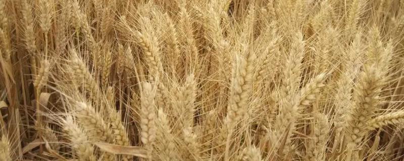 最高产的小麦品种