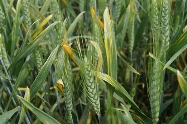 2021年国审小麦新品种