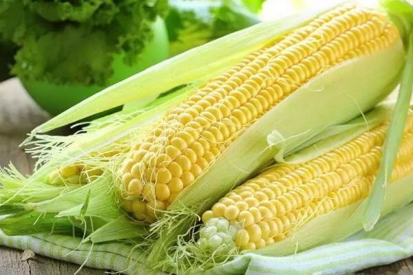 60天早熟玉米品种