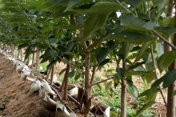 矮化樱桃苗简介