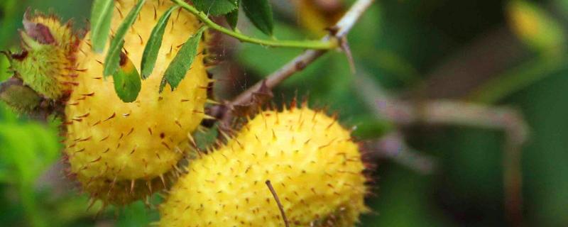 盆栽刺梨怎么养,几月份成熟
