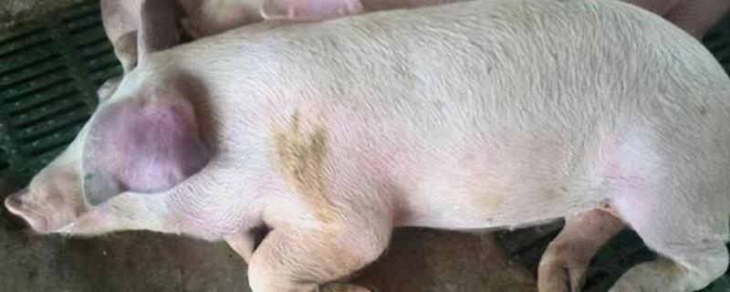 小猪耳朵发紫怎么回事,如何防治
