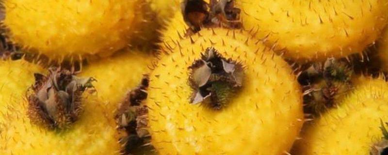 刺梨什么时候成熟,是哪里的特产