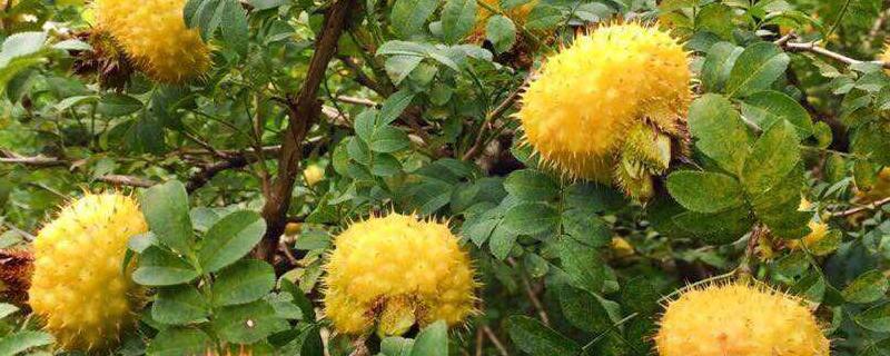 刺梨几月份成熟,是酸性水果还是碱性水果