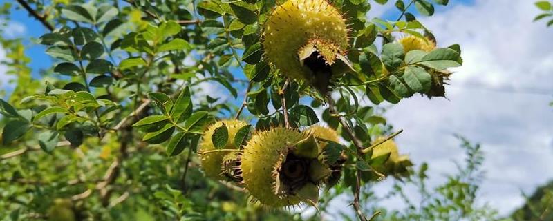 刺梨产地在哪里,是水果吗