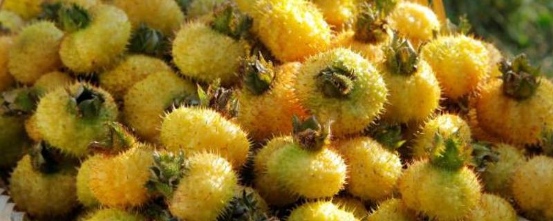 刺梨是金樱子吗,是哪里的特产