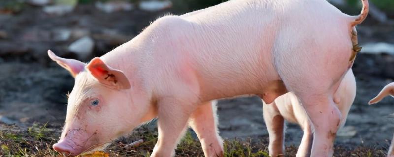 小猪爱吃什么,小猪饲料和大猪饲料的区别