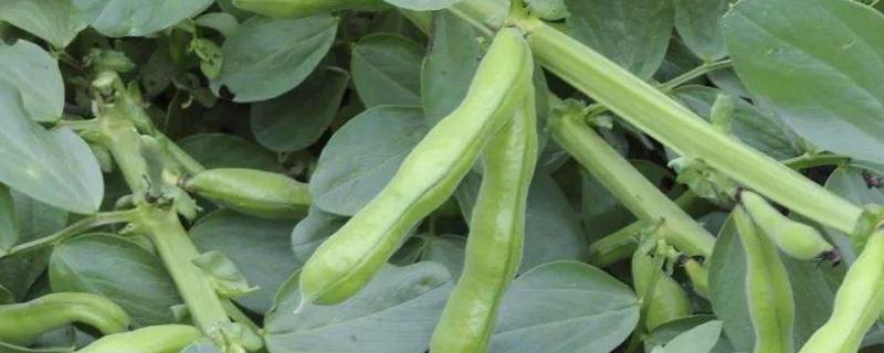 胡豆是蚕豆吗,胡豆是什么时候传入中国的