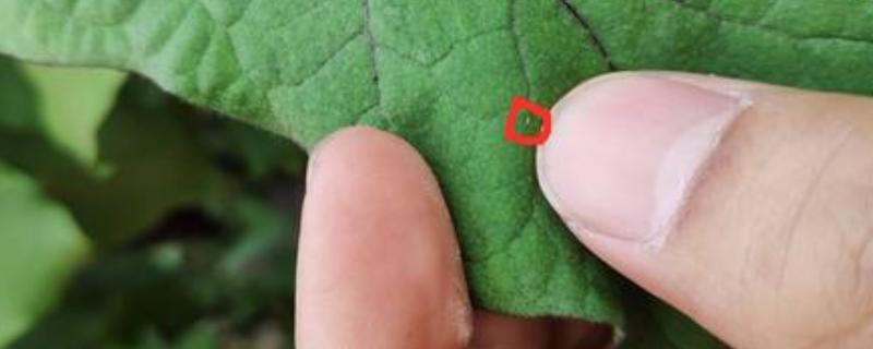什么药杀蓟马虫卵一起杀,蓟马虫卵产在什么地方