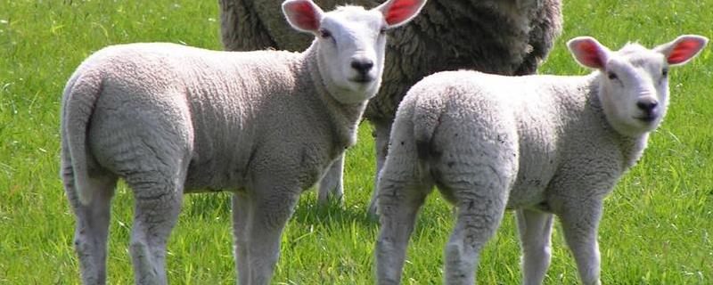 畜牧业的重要性,属于农业吗