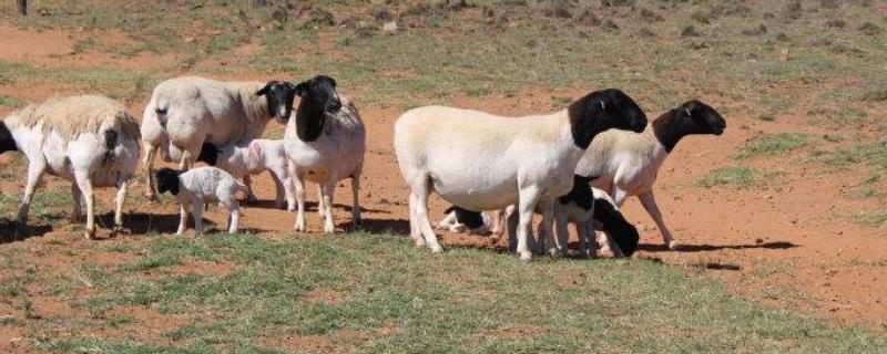 畜牧业属于农业吗,类型有哪些