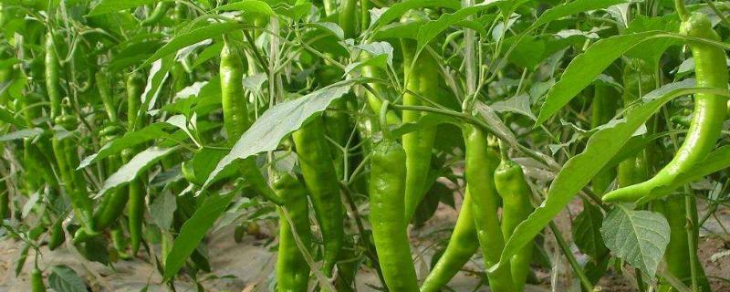 辣椒需要打农药吗,打了农药后三四天能吃吗