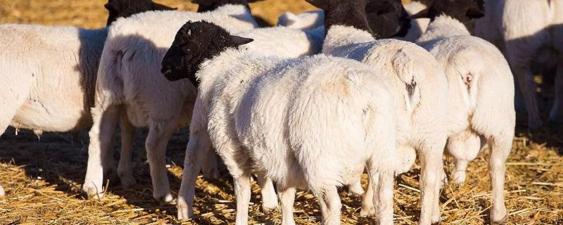 羊吃料多了不反刍怎么治疗,羊不反刍的急救方法