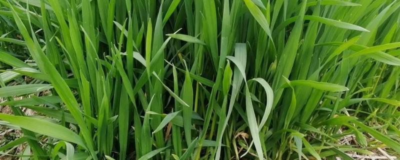 小麦出苗后可以打磷酸二氢钾吗,小麦出苗需要多少积温