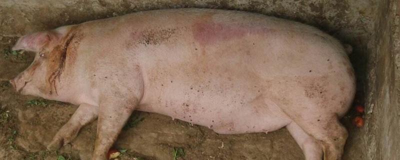 猪身上发紫打什么药,是什么原因导致的