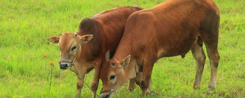 牛不愿意趴着老站着是咋回事,牛回草是怎么回事